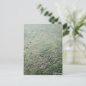 Postkarte - Moß (Stehend Vorderseite)