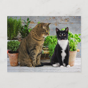 Postkarte "Muffin & Kells"