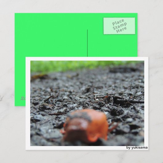 Postkarte - Nacktschnecke (Vorne/Hinten)