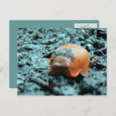 Postkarte - Nacktschnecke II (Vorne/Hinten)