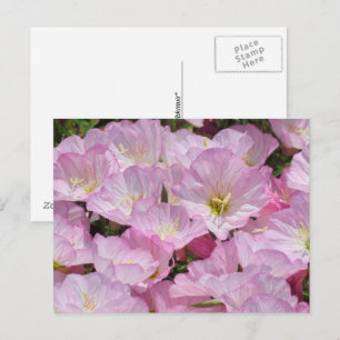 Postkarte - Nahe Aufnahme von Primrose