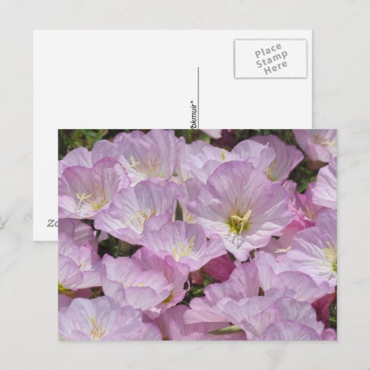 Postkarte - Nahe Aufnahme von Primrose (Vorne/Hinten)