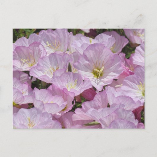 Postkarte - Nahe Aufnahme von Primrose (Vorderseite)