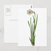 Postkarte - Narzisse (Vorne/Hinten)