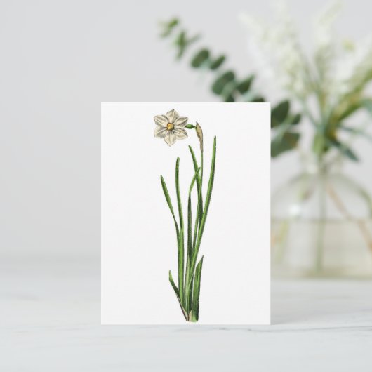 Postkarte - Narzissen (Stehend Vorderseite)