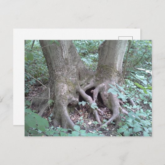 Postkarte - Naturbild (Vorne/Hinten)