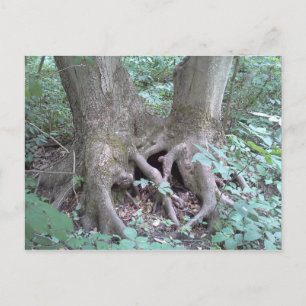 Postkarte - Naturbild