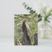 Postkarte Nördlicher Kardinal (Stehend Vorderseite)