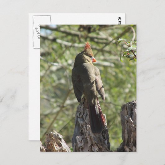 Postkarte Nördlicher Kardinal (Vorne/Hinten)
