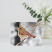 Postkarte Nördlicher Kardinal (Stehend Vorderseite)