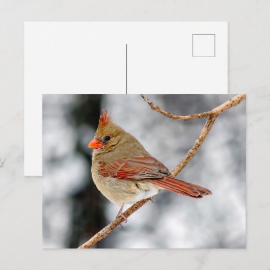 Postkarte Nördlicher Kardinal (Vorne/Hinten)
