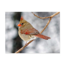 Postkarte Nördlicher Kardinal