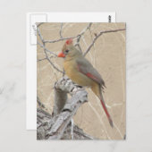 Postkarte Nördlicher Kardinal (Vorne/Hinten)