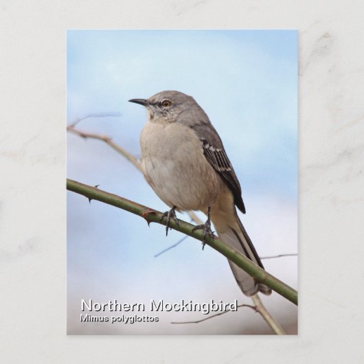 Postkarte Nördlicher Kochingvogel (Vorderseite)