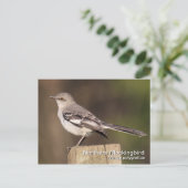 Postkarte Nördlicher Kochingvogel (Stehend Vorderseite)