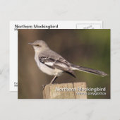Postkarte Nördlicher Kochingvogel (Vorne/Hinten)