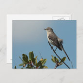 Postkarte Nördlicher Kochingvogel (Vorne/Hinten)