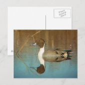 Postkarte Nördlicher Stift (Vorne/Hinten)