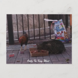 Postkarte "Nur in Key West"