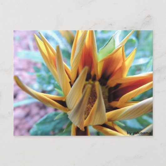 Postkarte - Orange Blume (Vorderseite)