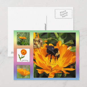 Postkarte - orange Calendula Blume