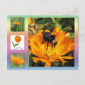 Postkarte – Orangenfarbene Ringelblumen (Vorderseite)