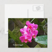 Postkarte - Orchid (Vorne/Hinten)
