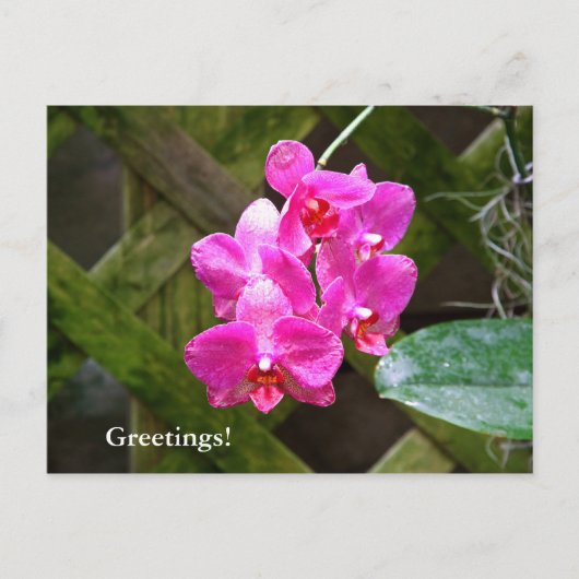 Postkarte - Orchid (Vorderseite)