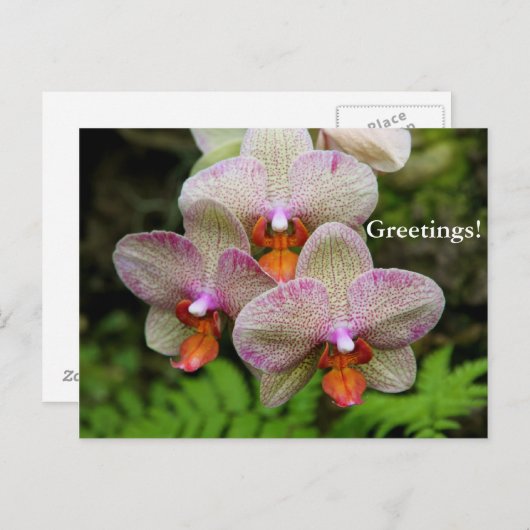 Postkarte - Orchid (Vorne/Hinten)