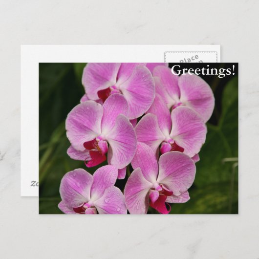 Postkarte - Orchid (Vorne/Hinten)