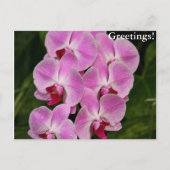 Postkarte - Orchid (Vorderseite)