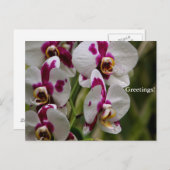 Postkarte - Orchid (Vorne/Hinten)