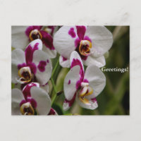 Postkarte - Orchid
