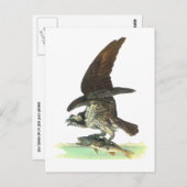 Postkarte: Osprey - John Audubon Postkarte (Vorne/Hinten)