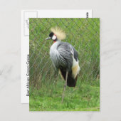 Postkarte Ostafrikanischer Kronenkranich (Vorne/Hinten)