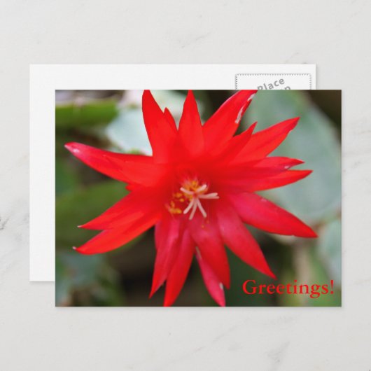 Postkarte - Osterkaktus (Vorne/Hinten)