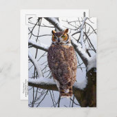 Postkarte "Owl in Winter" (Vorne/Hinten)
