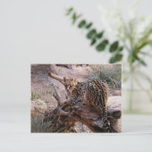Postkarte: Ozelot Postkarte (Stehend Vorderseite)