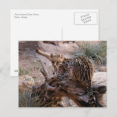 Postkarte: Ozelot Postkarte (Vorne/Hinten)