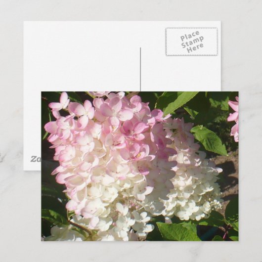 Postkarte P.D. Hydrangea (Vorne/Hinten)