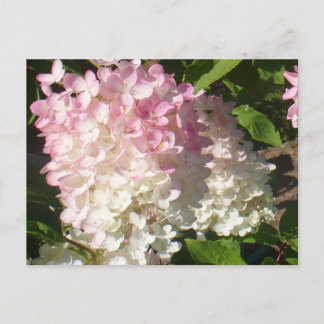 Postkarte P.D. Hydrangea