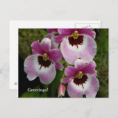 Postkarte - Pansy Orchid (Vorne/Hinten)