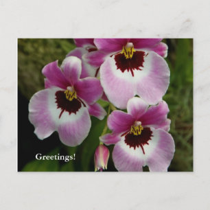 Postkarte - Pansy Orchid