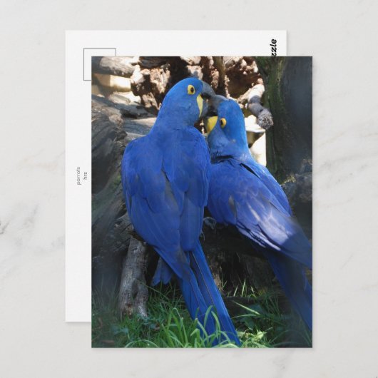 Postkarte _ Papageien (Vorne/Hinten)