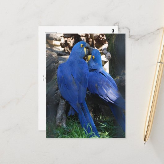 Postkarte _ Papageien (Vorderseite/Rückseite Beispiel)