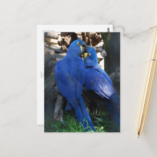 Postkarte _ Papageien