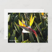 Postkarte, Paradiesvogel Postkarte (Vorne/Hinten)