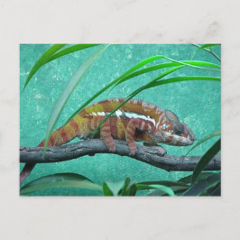 Postkarte "Parson's Chameleon"