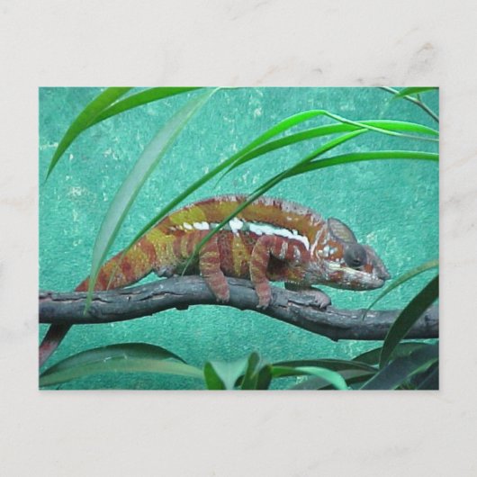 Postkarte "Parson's Chameleon" (Vorderseite)