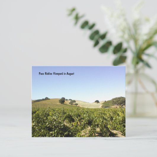Postkarte: Paso Robles Weinberg im August Postkarte (Stehend Vorderseite)